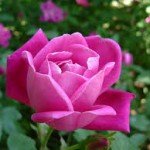 Significado de las rosas según su color - Guía para saber qué