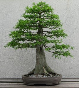 Bald_Cypress_1987-2007_converted