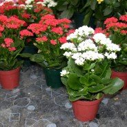 Las mejores flores para plantar en macetas