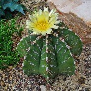 Cactus estrella: una suculenta con mucha espina